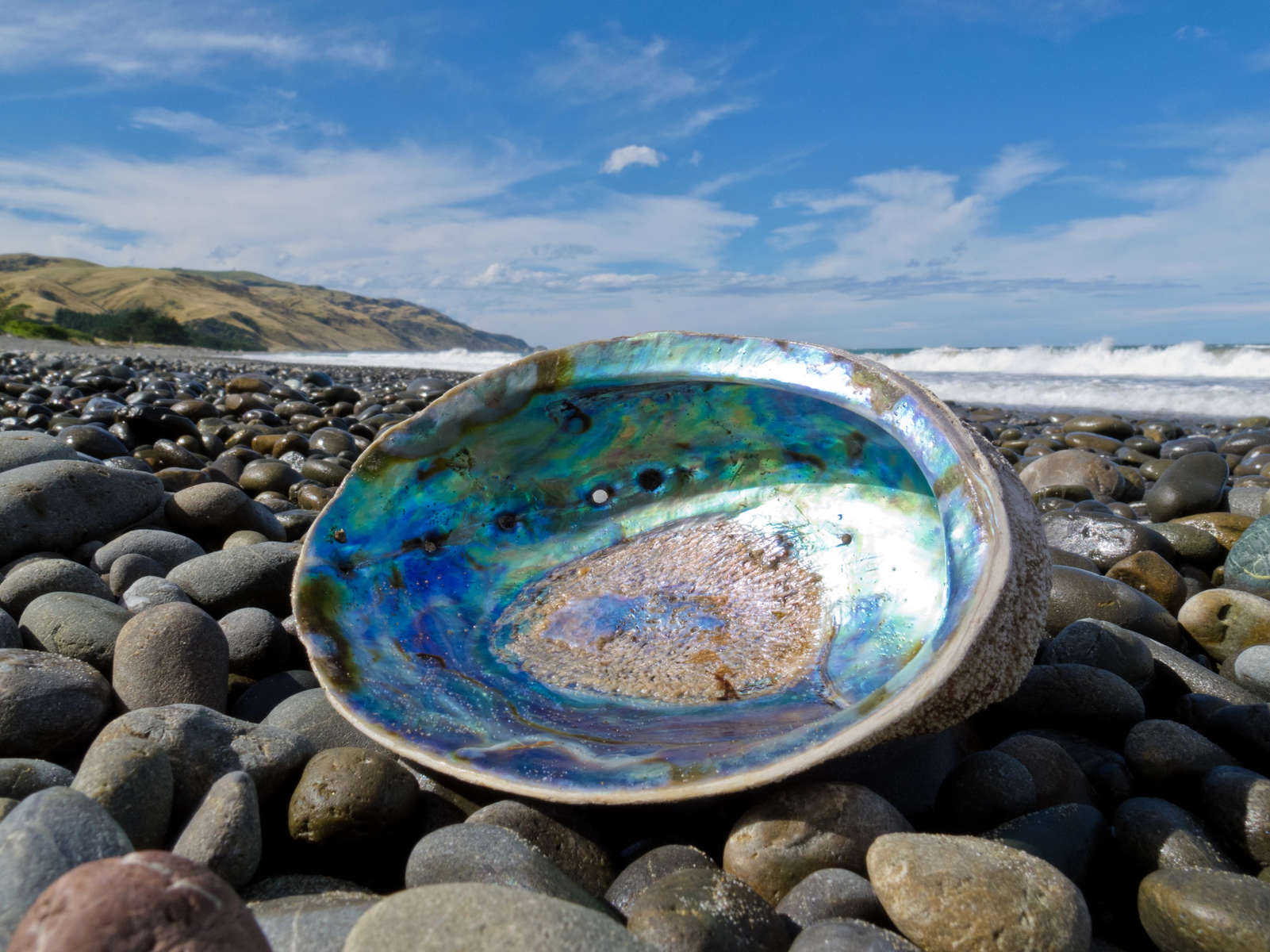 Shiny nacre of Paua shell, Abalone, washed ashore