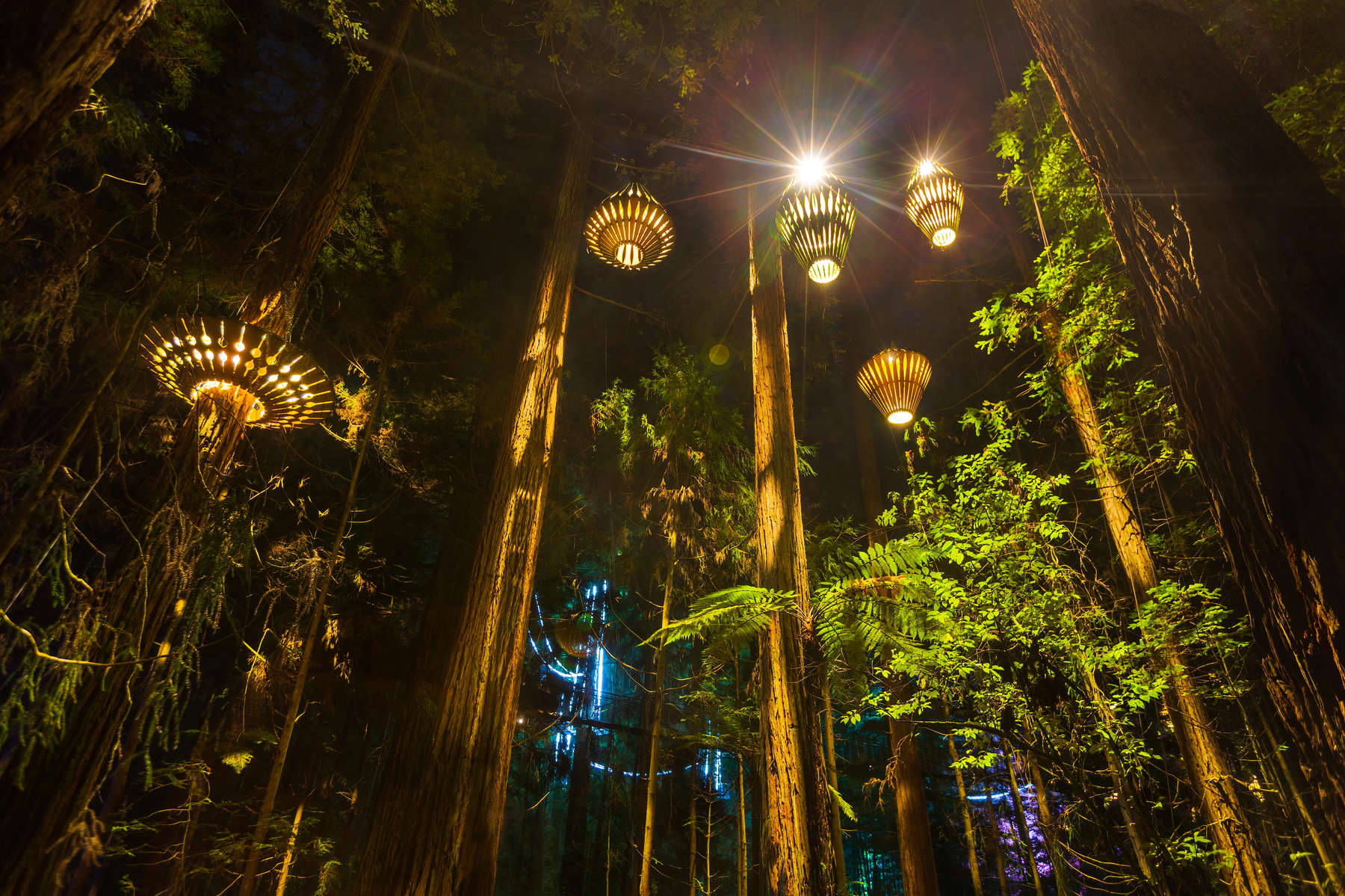 Wooden lanterns lighting up a redwood forest at night. Photographed in Whakarewarewa forest, Rotorua, New Zealand