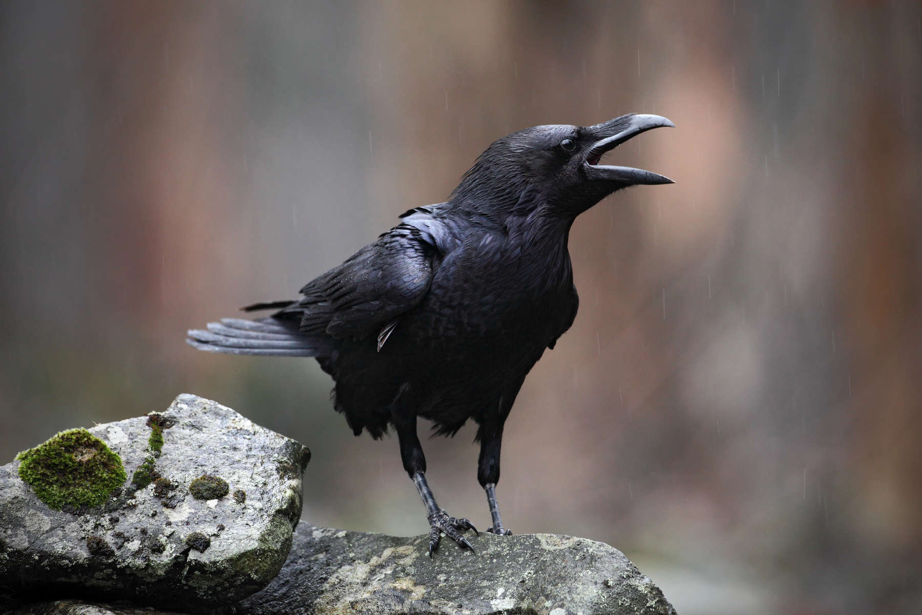 Raven with open beak