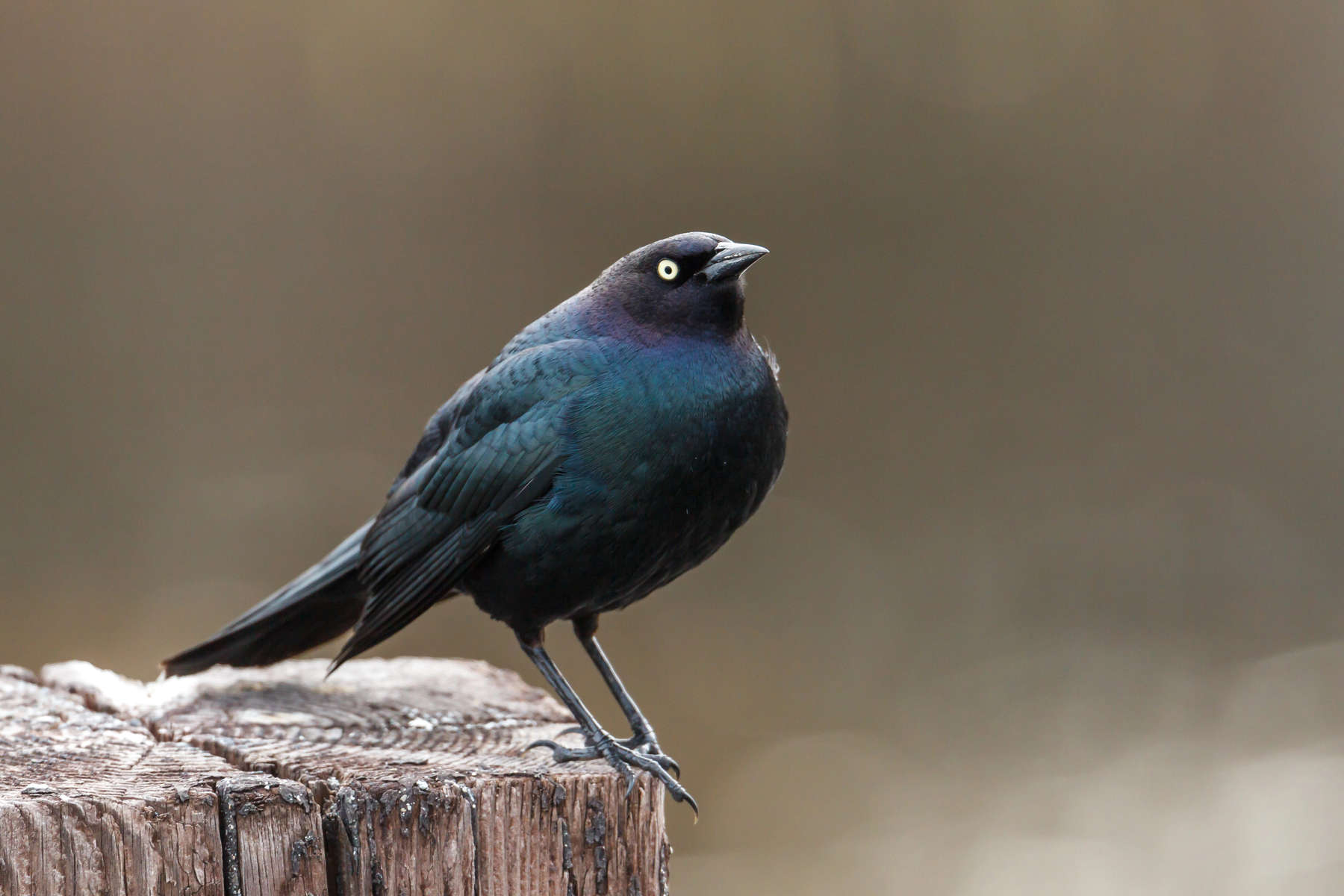Sideview of brewer's blackbird.