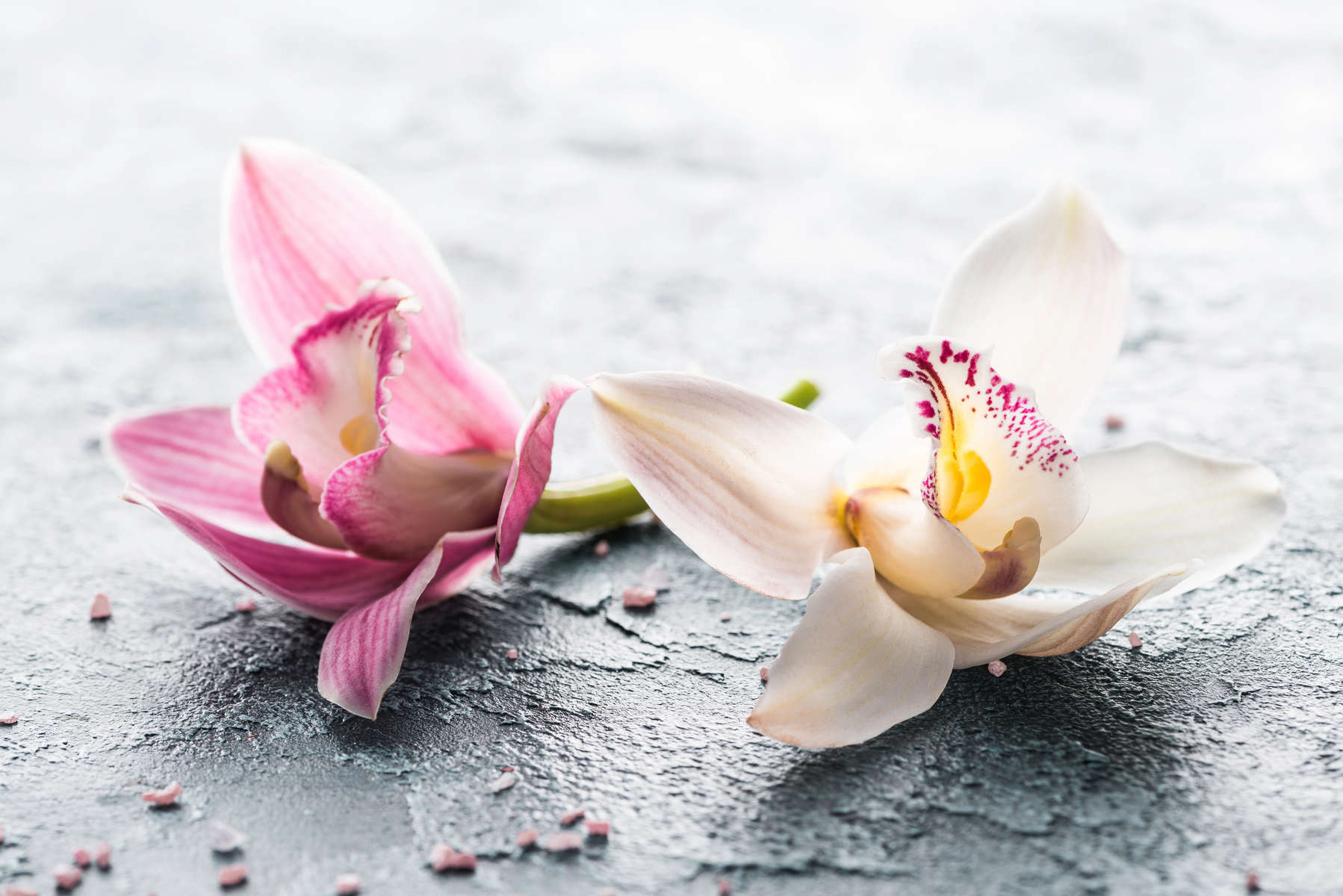 close-up view of beautiful pink and white orchid flowers and sea salt