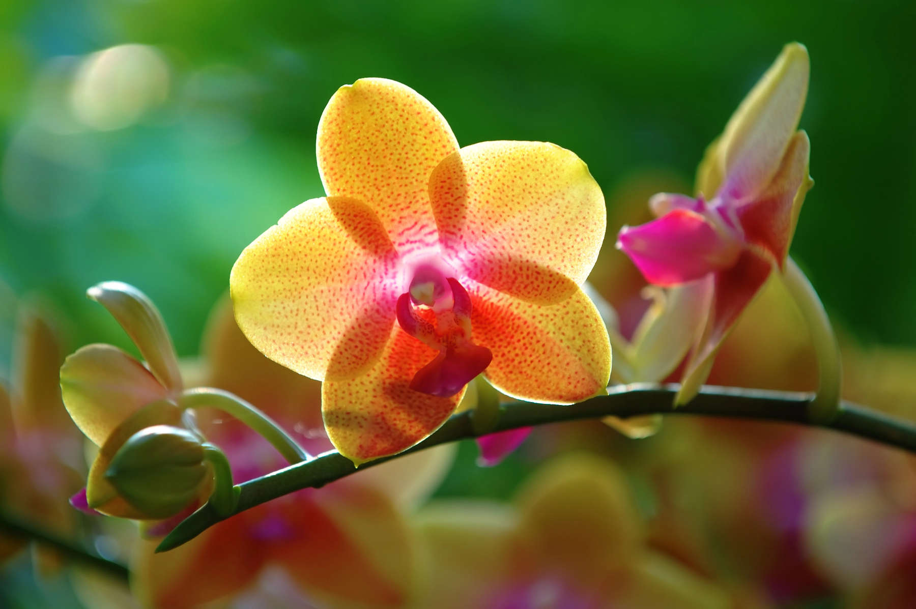 Yellow orchid