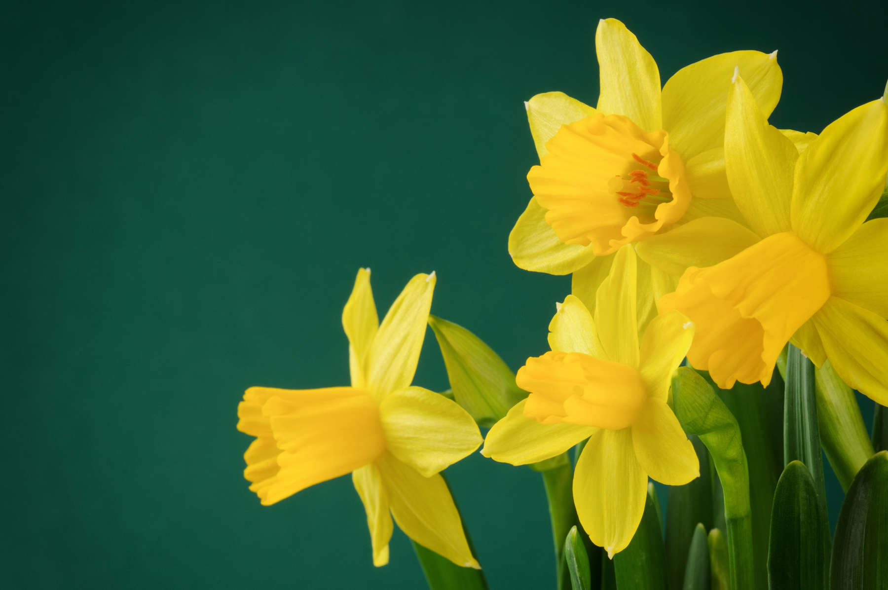 Yellow daffodils on green background
