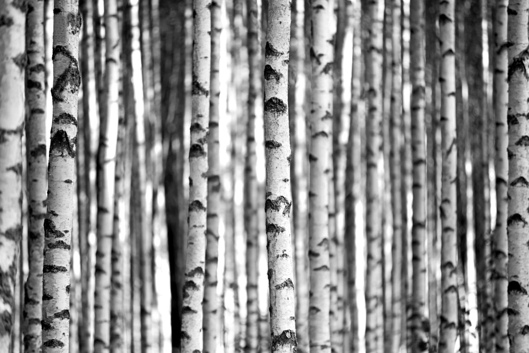 Birch trees in black and white