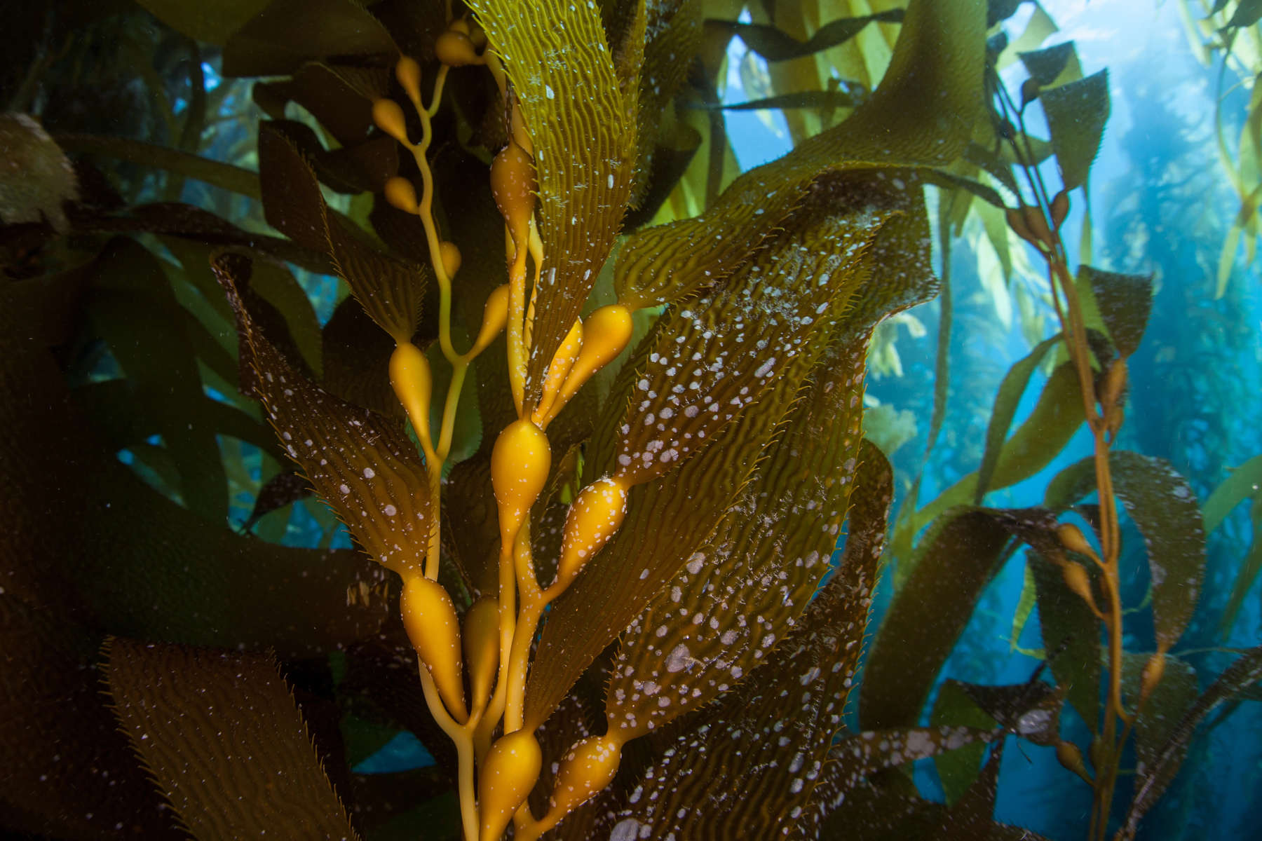 Forests of giant kelp, Macrocystis pyrifera, commonly grow in the cold waters along the coast of California. This marine algae reaches over 100 feet in height and provides habitat for many species.