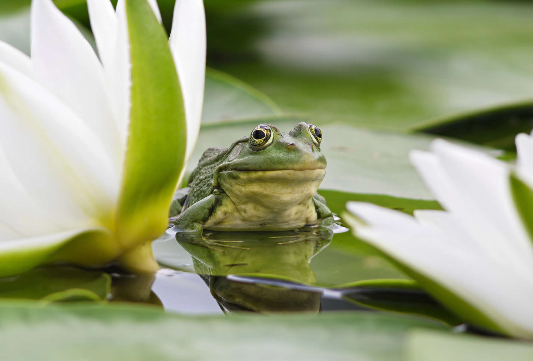 Frog among white lilies