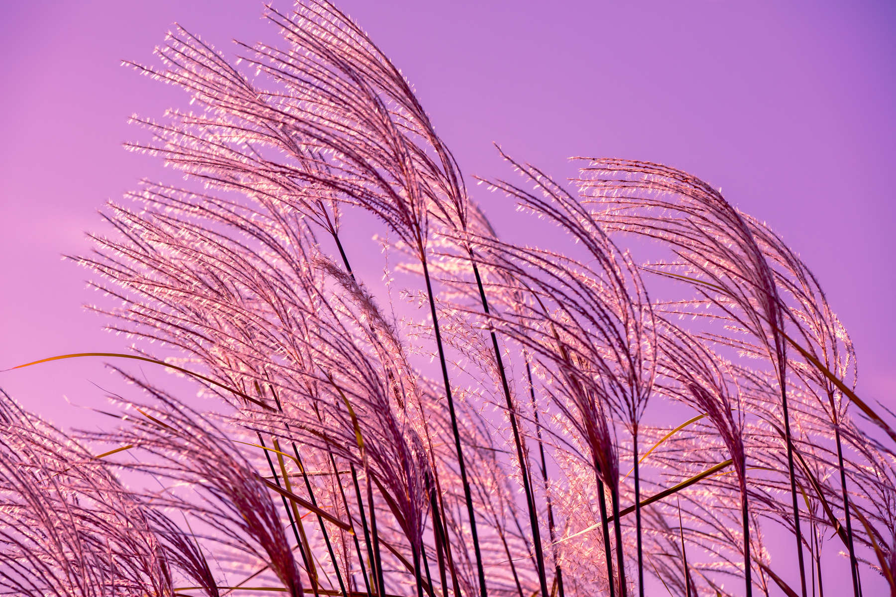 Miscanthus grass against sunset pink sky. Nature background