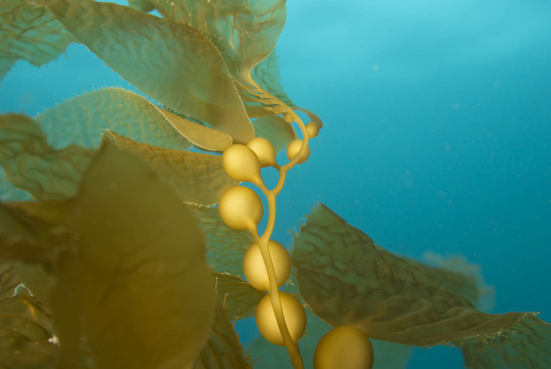 Seaweed floating underwater at Catalina Island