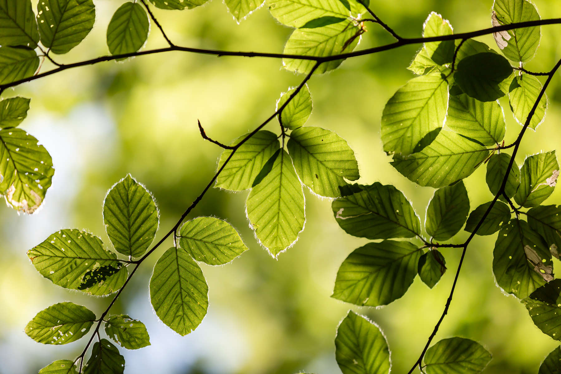 A low angle view of beech leaves in the early summer sunshine